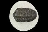 Bargain, Austerops Trilobite - Visible Eye Facets #120014-1